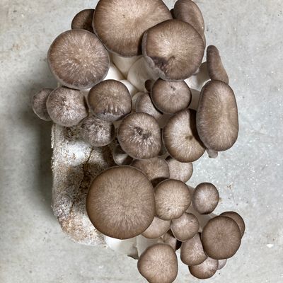 Black Pearl Oyster Mushroom Grow Kit - Image 1
