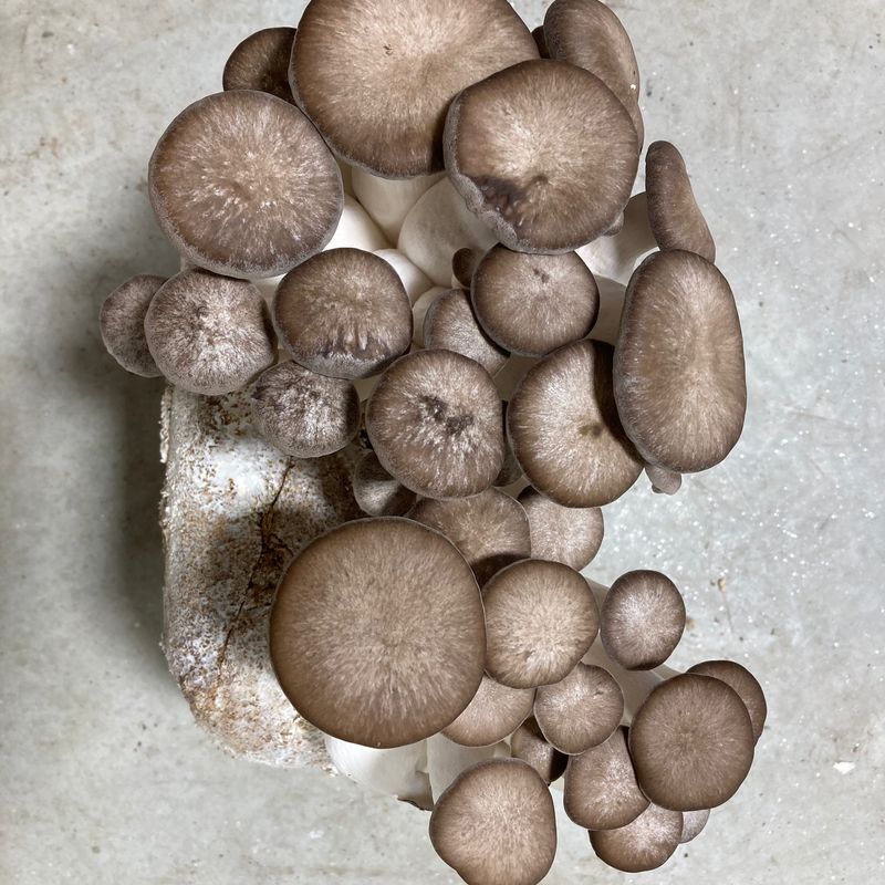 Black Pearl Oyster Mushroom Grow Kit - Image 1