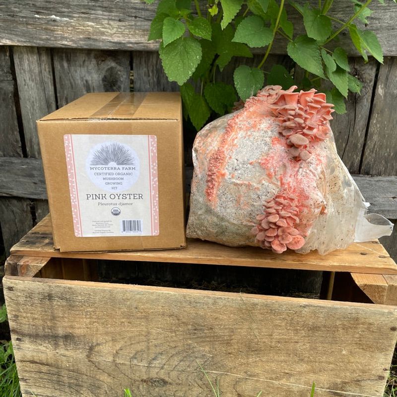 Pink Oyster Mushroom Grow Kit - Image 2