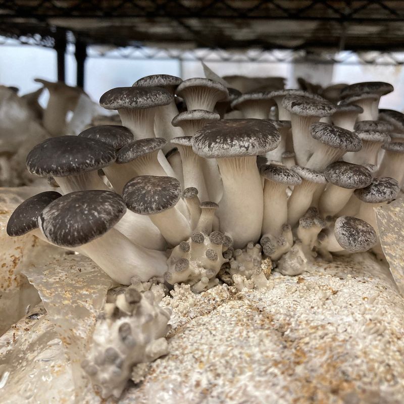 Black Pearl Oyster Mushroom Grow Kit - Image 3
