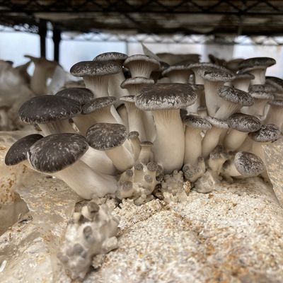 Black Pearl Oyster Mushroom Grow Kit - Image 3