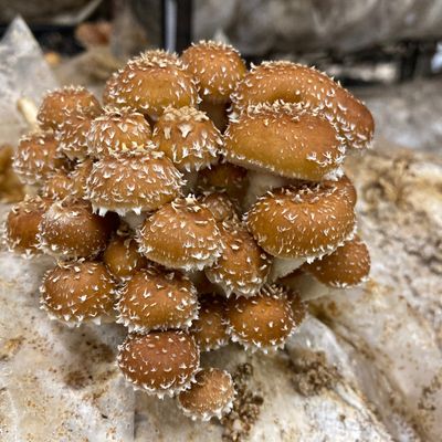 Chestnut Mushroom Grow Kit - Image 5