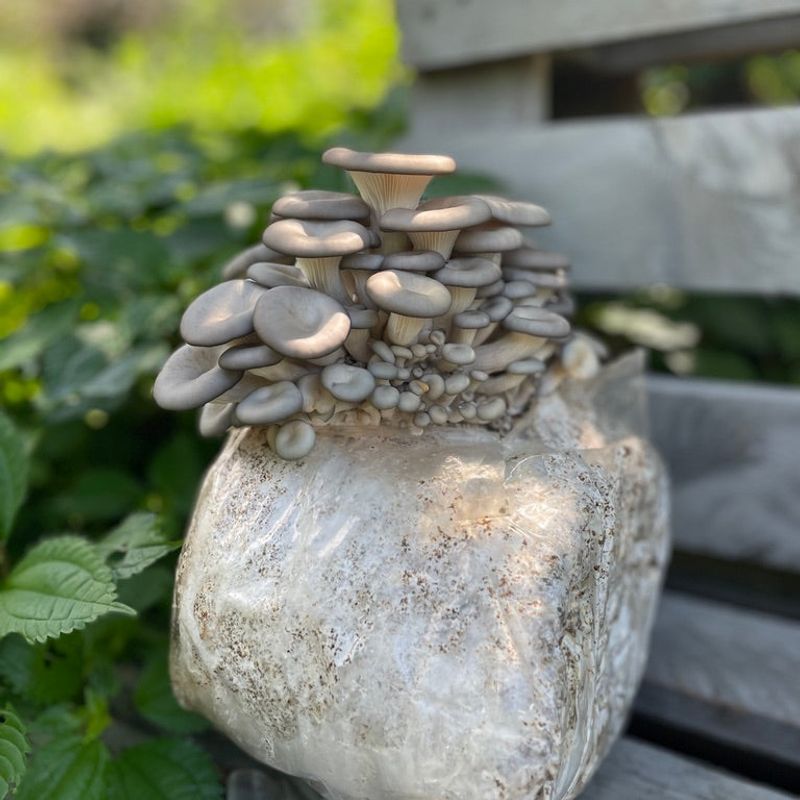 Blue Oyster Mushroom Grow Kit - Image 3