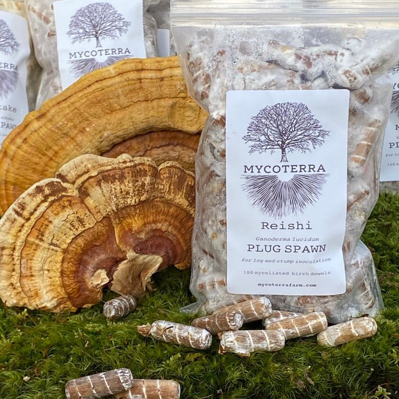 Reishi Mushroom Plug Spawn - Image 1