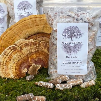 Reishi Mushroom Plug Spawn - Image 1