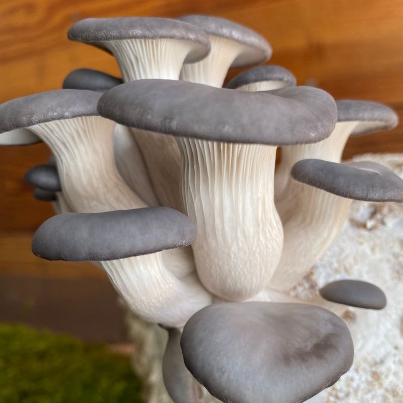 Blue Oyster Mushroom Grow Kit - Image 4