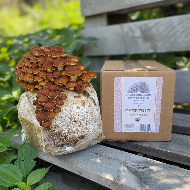 Chestnut Mushroom Grow Kit - Image 2