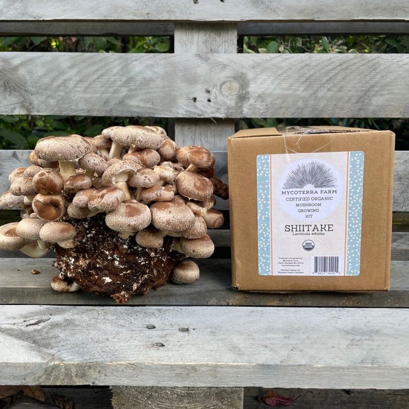 Shiitake Mushroom Grow Kit - Image 2