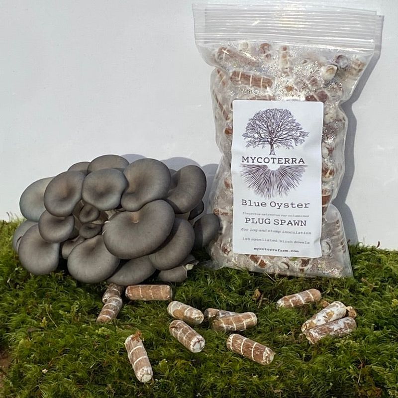 Blue Oyster Mushroom Plug Spawn - Image 1