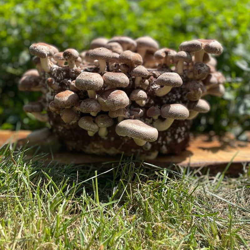 Shiitake Mushroom Grow Kit - Image 5