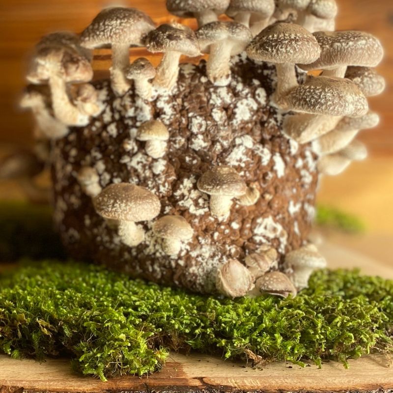 Shiitake Mushroom Grow Kit - Image 4