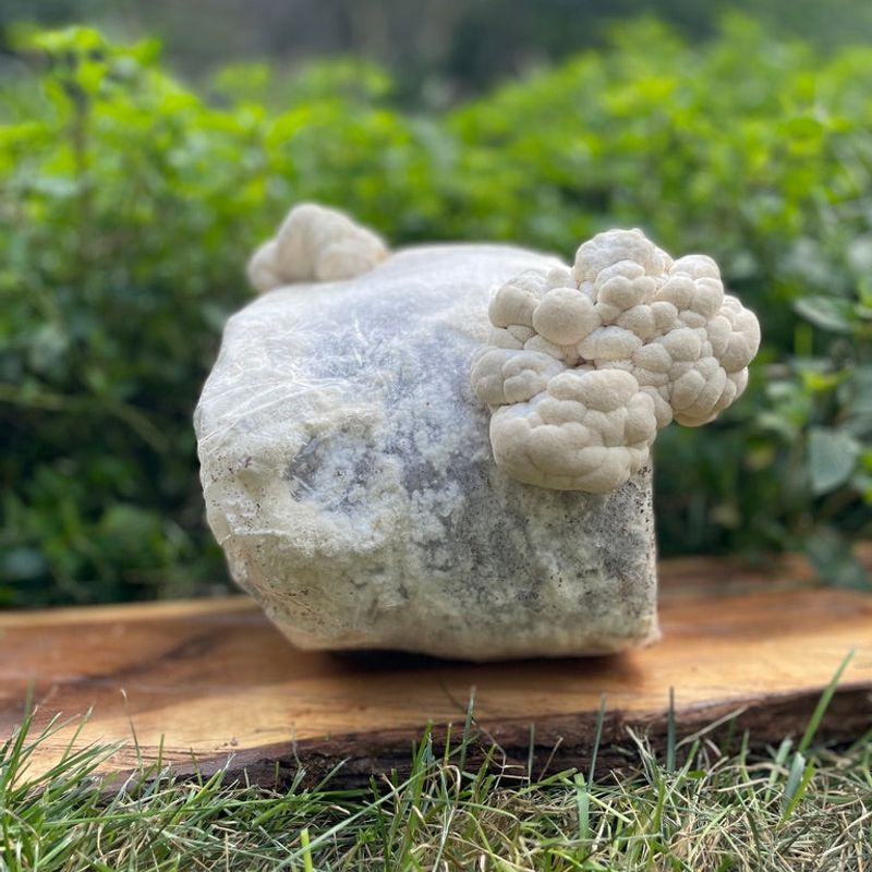 Organic Lion's Mane Mushroom Grow Kit - Image 4