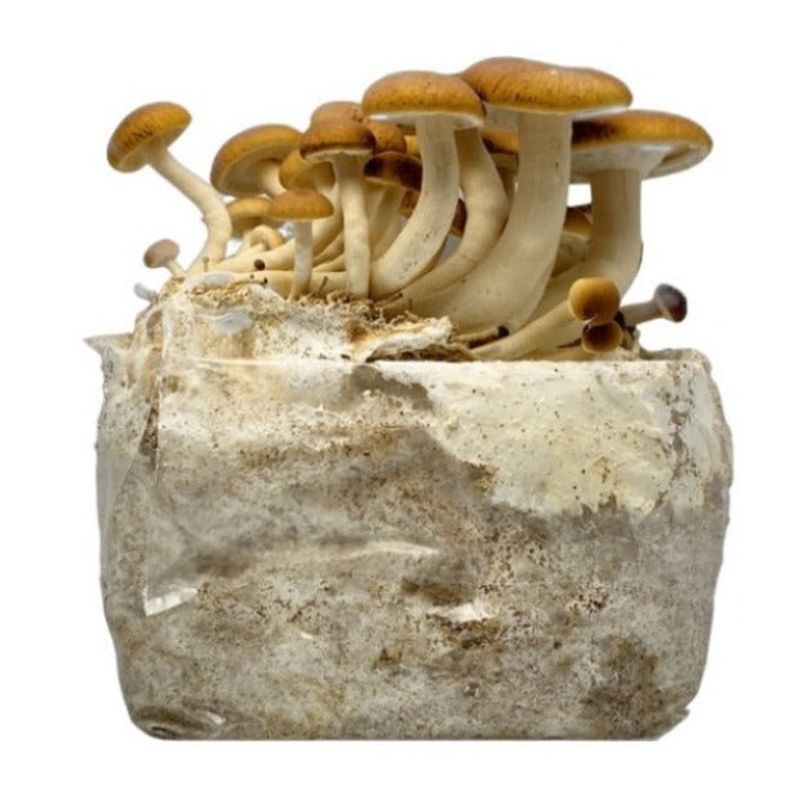 Pioppino Mushroom Grow Kit - Image 3