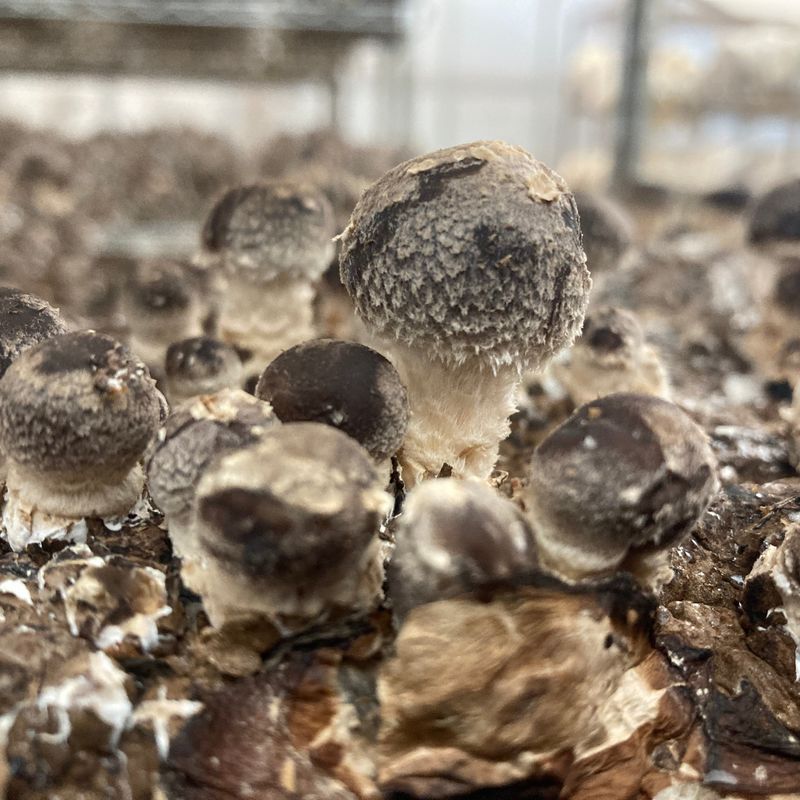 Shiitake Mushroom Grow Kit - Image 3