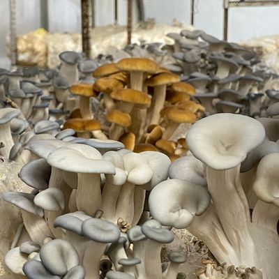 Pioppino Mushroom Grow Kit - Image 4