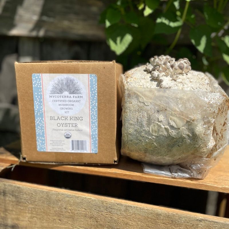 Black Pearl Oyster Mushroom Grow Kit - Image 2