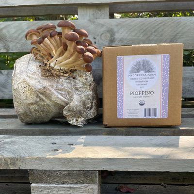 Pioppino Mushroom Grow Kit - Image 2