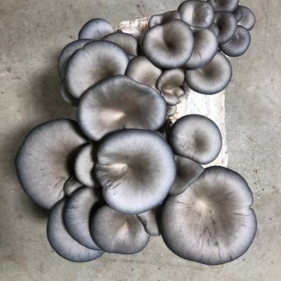 Blue Oyster Mushroom Grow Kit - Image 1