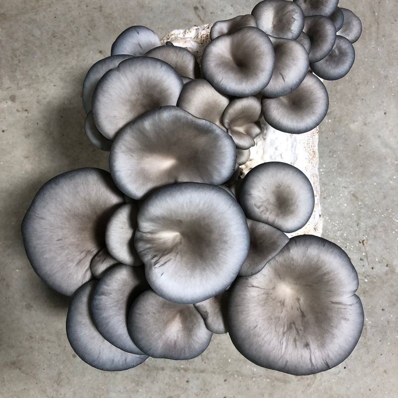 Blue Oyster Mushroom Grow Kit - Image 1