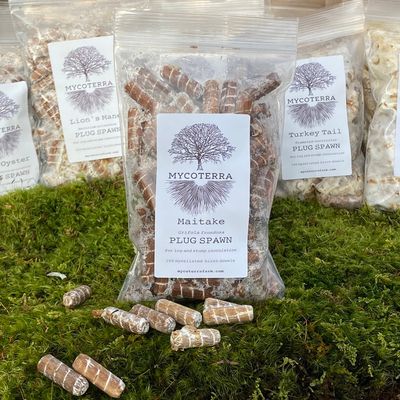 Maitake Mushroom Plug Spawn - Image 1