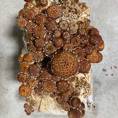 Chestnut Mushroom Grow Kit - Image 1