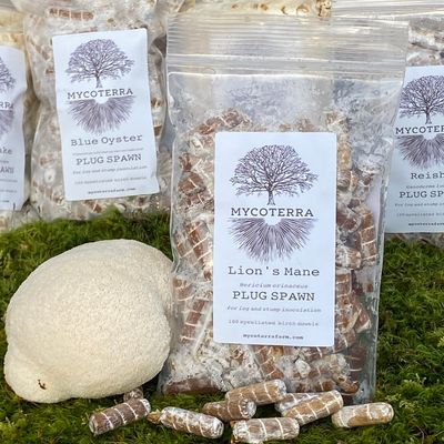 Lion's Mane Plug Spawn - Image 1