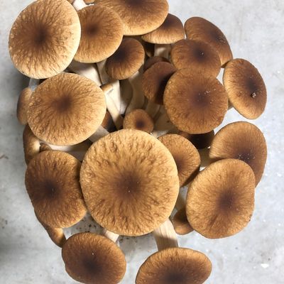 Pioppino Mushroom Grow Kit - Image 1