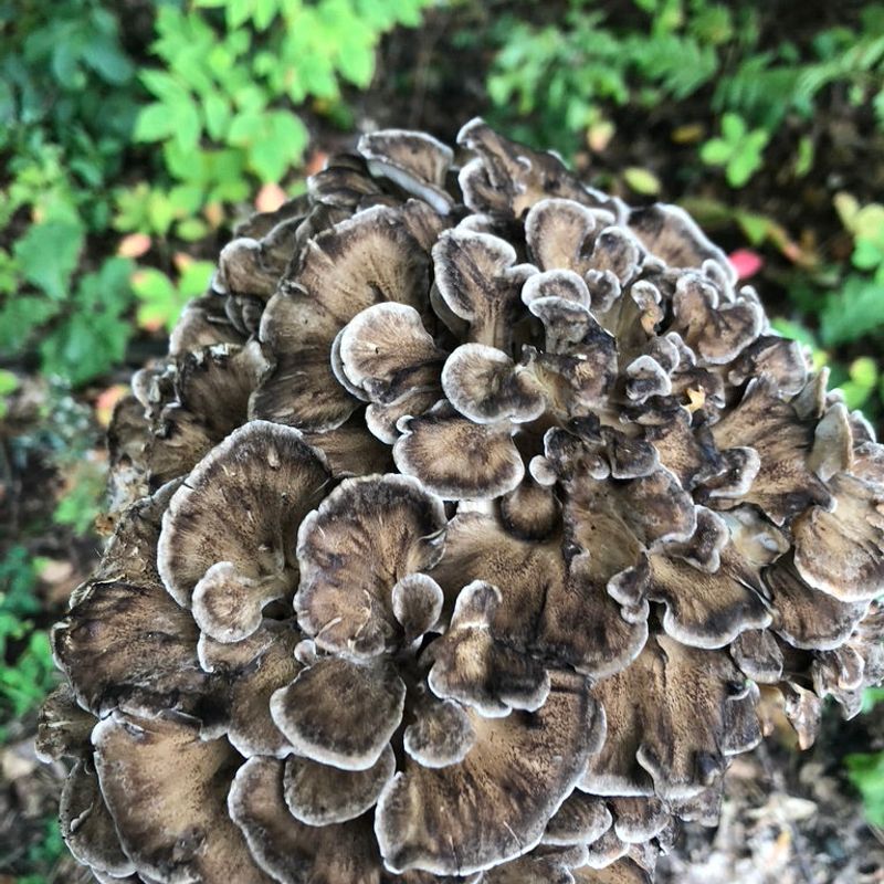 Maitake Mushroom Plug Spawn - Image 2