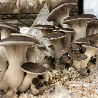 Black Pearl Oyster Mushroom Grow Kit - Image 4