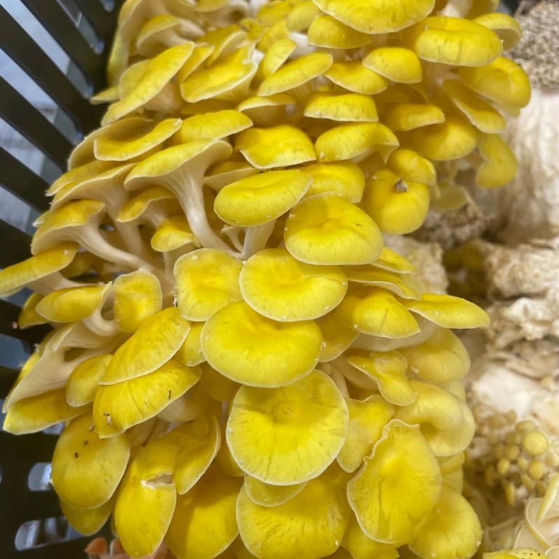 Yellow Oyster Mushroom Grow Kit - Image 5
