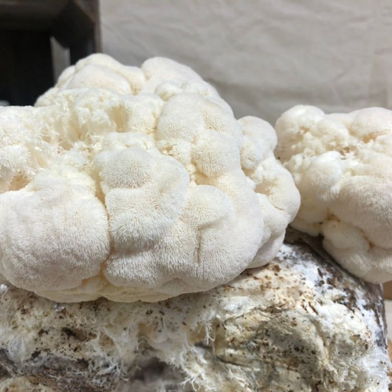 Organic Lion's Mane Mushroom Grow Kit - Image 5