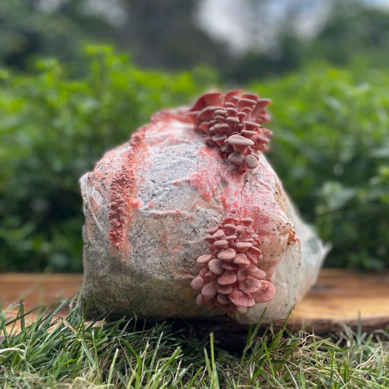 Pink Oyster Mushroom Grow Kit - Image 3