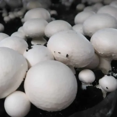 Agaricus Bisporus