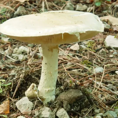 Agaricus Campestris