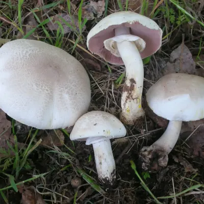 Agaricus Xanthodermus