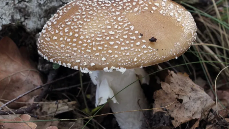 Amanita Pantherina