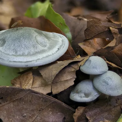 Aniseed Funnel