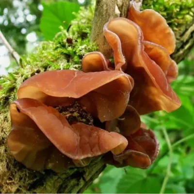 Auricularia Auricula Judae