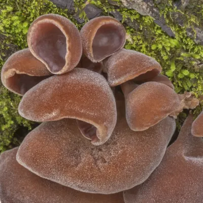 AuriculariaNigricans