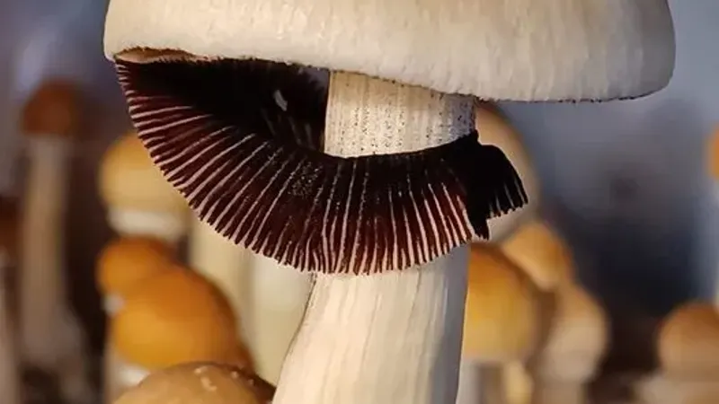 Aztec God Mushroom