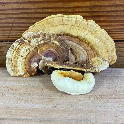 Reishi Mushroom Plug Spawn - Image 2