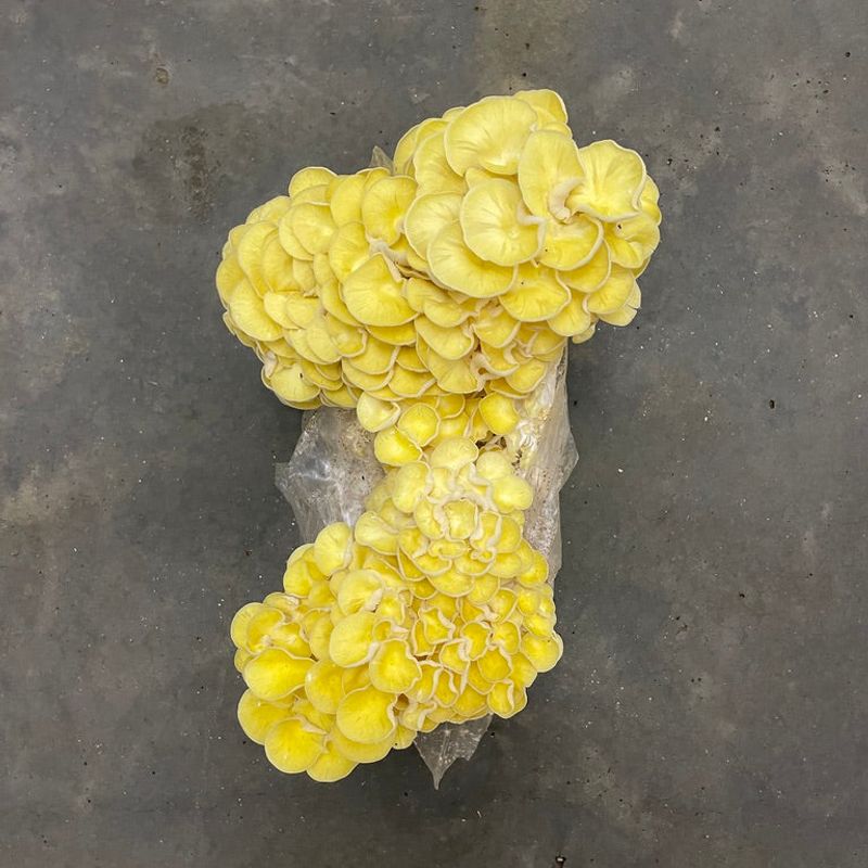 Yellow Oyster Mushroom Grow Kit - Image 1