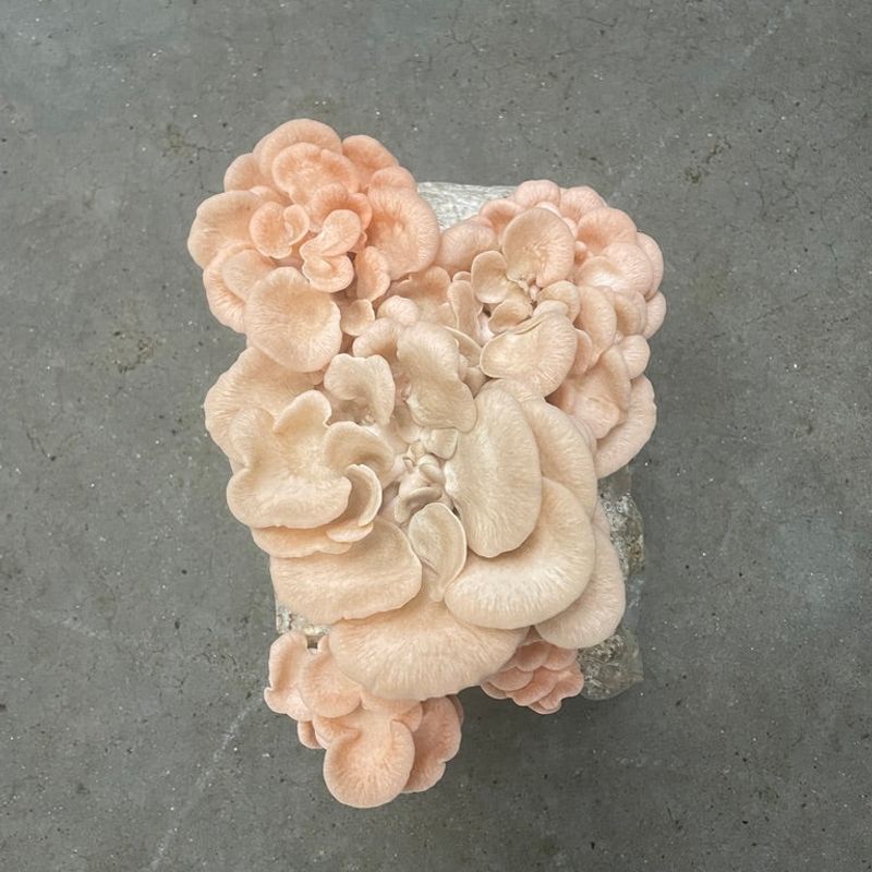 Pink Oyster Mushroom Grow Kit - Image 1
