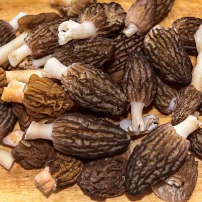 Black Morel