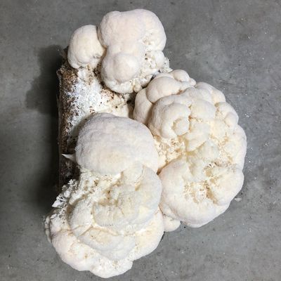 Organic Lion's Mane Mushroom Grow Kit - Image 1
