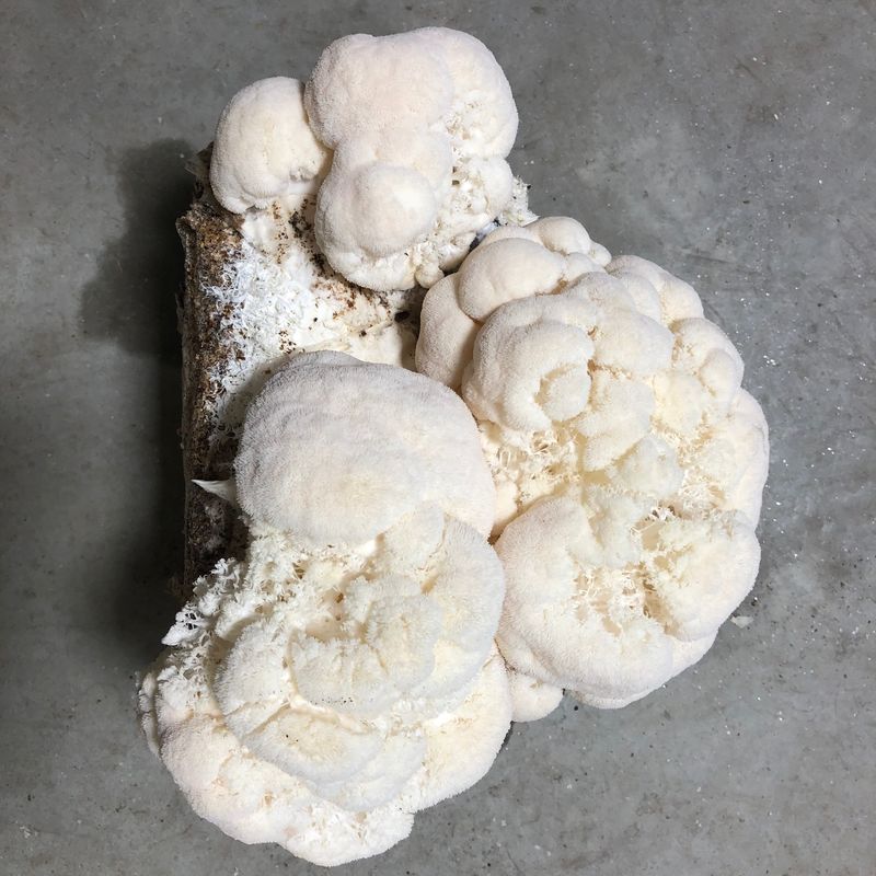 Organic Lion's Mane Mushroom Grow Kit - Image 1
