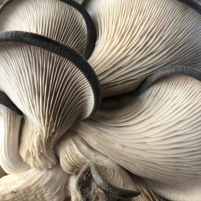 Blue Oyster Mushroom Grow Kit - Image 5