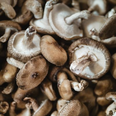 Shiitake Mushroom Plug Spawn - Image 2