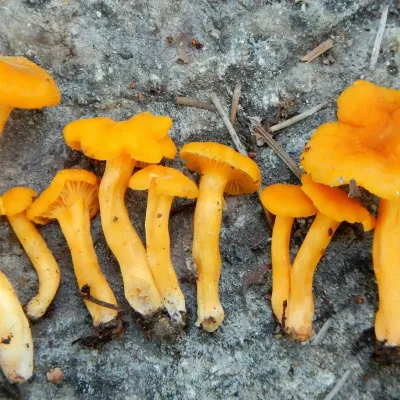 Cantharellus Minor Mushroom