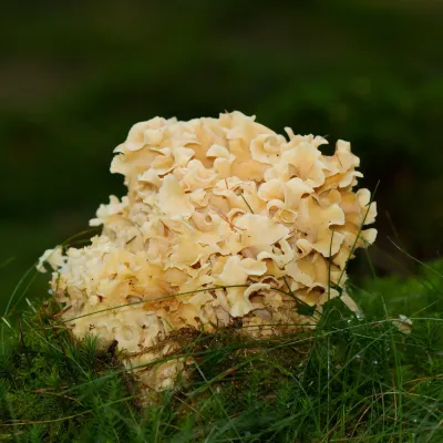 Cauliflower